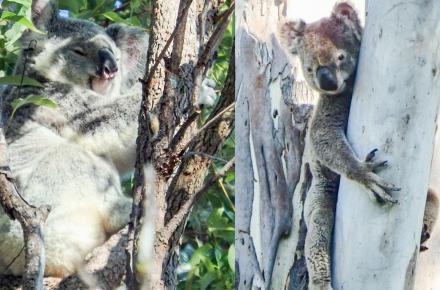  An unnamed healthy koala photographed at Joyner in May 2020 (R) Bernie the koala who was rescued in Byrnes Rd Nth in December 2019
