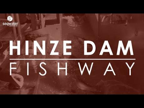 Hinze Dam's trap 'n' haul fish transfer facility