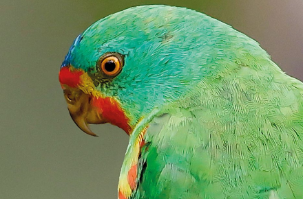 Parrot