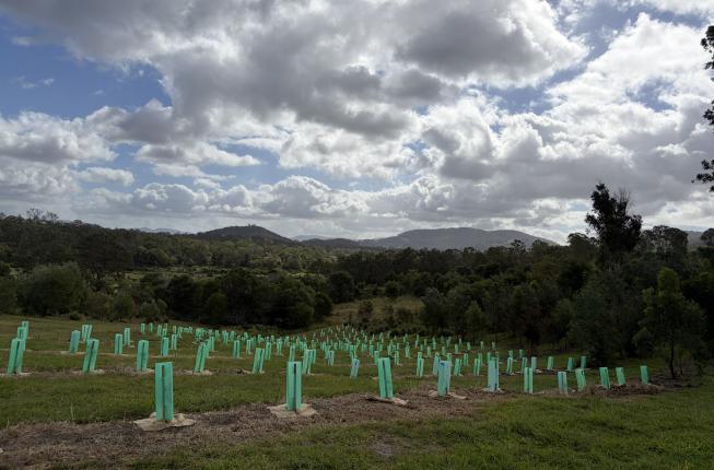 Tree planting