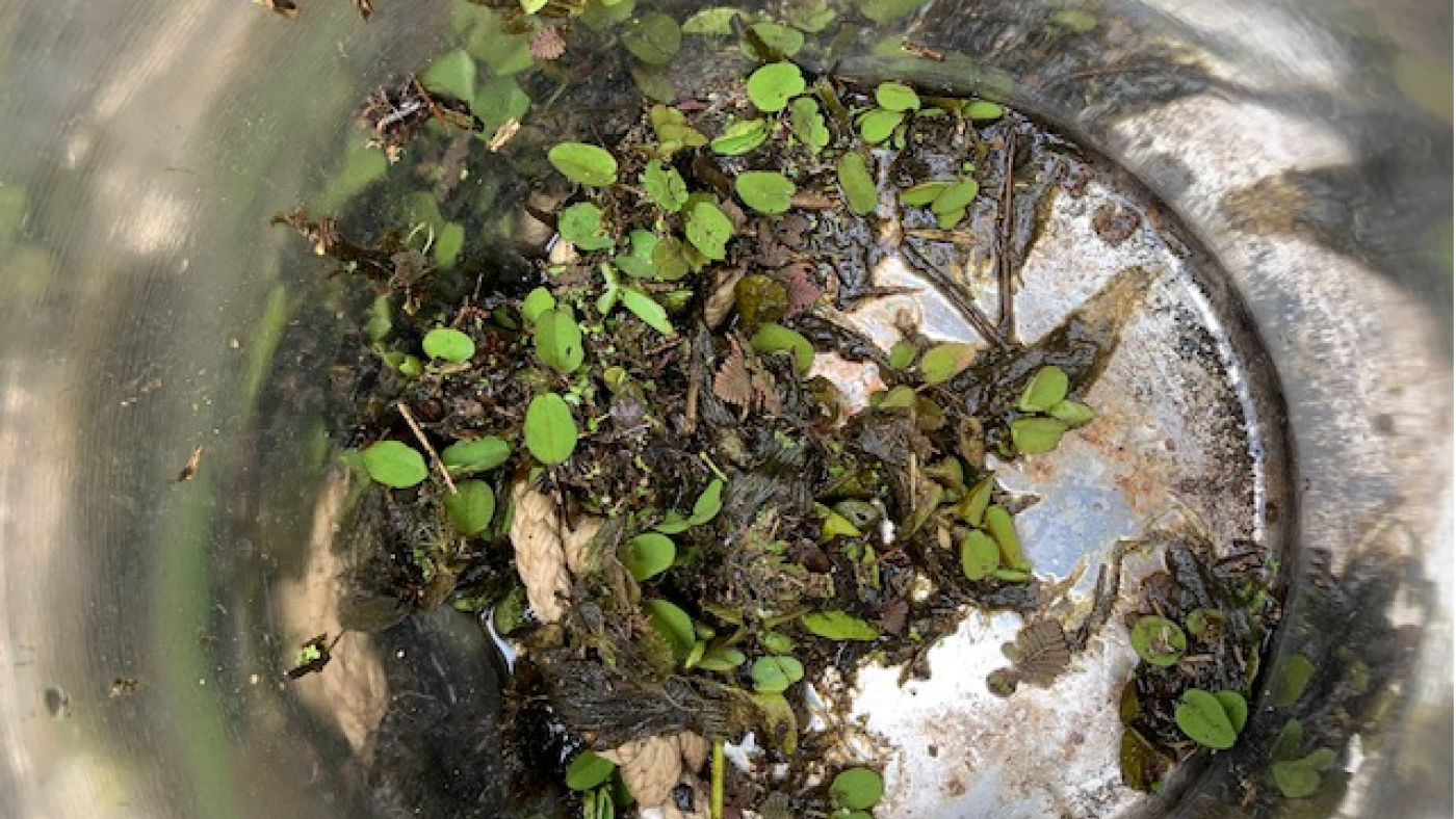 Salvinia at Lake Baroon