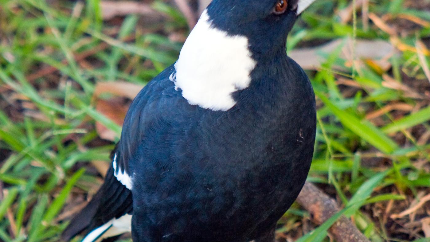 Close up of a magpie sitting on the grass, his beak pointed to the right