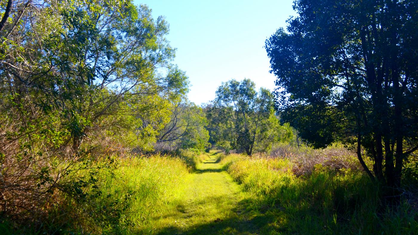 A trail of green-yellow grass trails off into the distance, surrounding by low lying grasses and large trees
