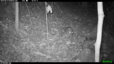 Surveillance cameras record a Long-Nosed Potoroo