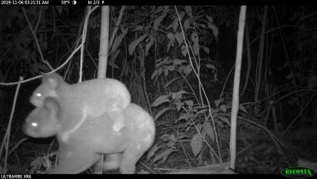 Surveillance cameras record a koala with baby on her back