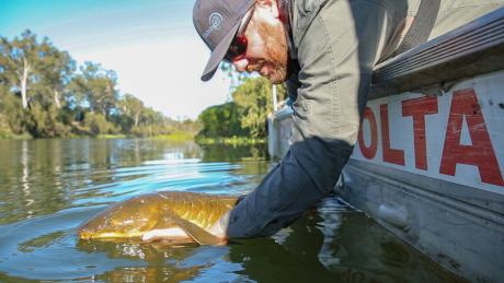A Lungfish is released back into the mid-Brisbane River after being documented a part of an on-going study by Seqwater