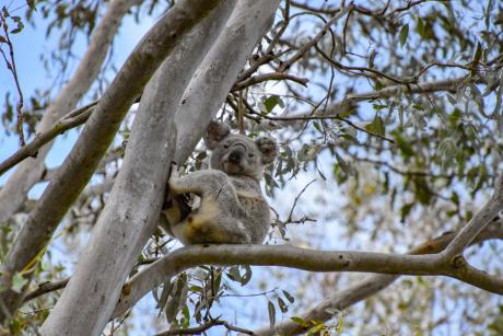 A koala spotted in the habit-enhanced area near North PIne Dam. Photo credit - Kaitlin Evans - Verterra