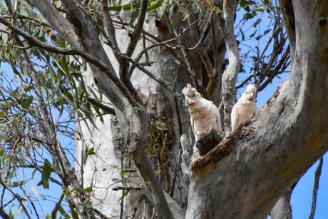 A pair of little corellas perch near an artificual tree hollow near North PIne Dam. Photo credit Kaitlin Evans - Verterra