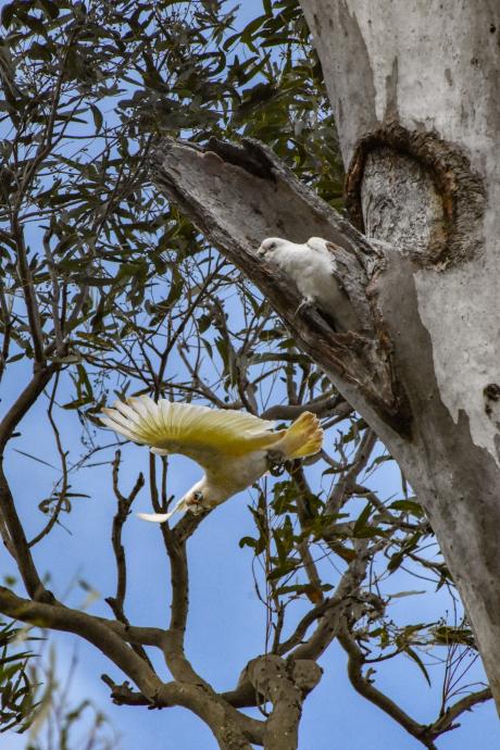 A pair of little corellas, with one in an artificual tree hollow near North PIne Dam. Photo credit Kaitlin Evans - Verterra