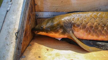 An Australian Lungfish is weighed and measured