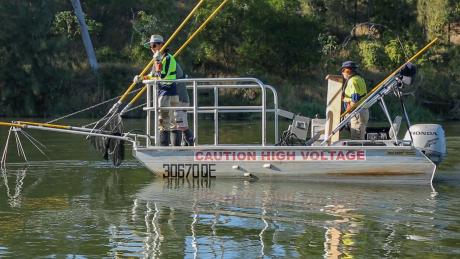 In order to conduct the research,  Seqwater uses electrofishing technology to safely catch the fish, record their details and release them back into the water, unharmed.