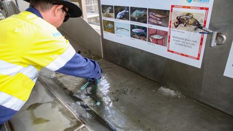 Native fish and pest species are sorted using the Hinze Dam Fishway.