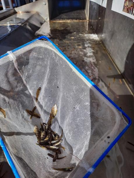 Native fish fingerlings captured via the Hinze Dam fishway