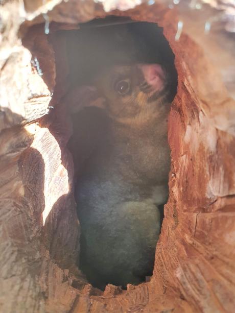 North Pine - wildlife hollows - possum