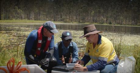 Three men crouch over tub with cabomba weevils inside