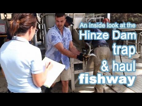An inside look at the Hinze Dam trap and haul fishway