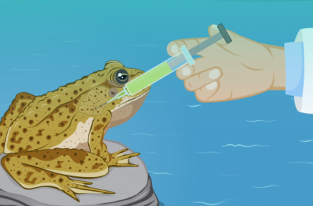 Cane toad illustration