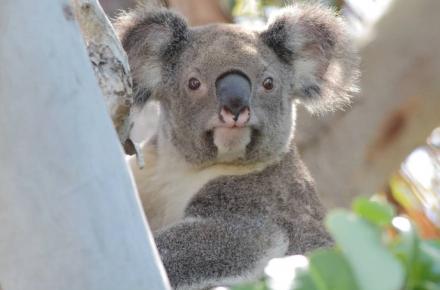 Koala