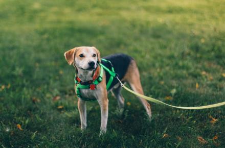 Dog on a lead