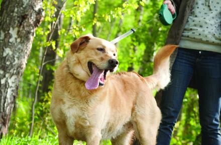 Dogs on leash