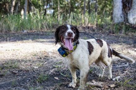 Conservation detector dogs like Halo are being used to sniff out fox dens within South East Queensland’s dam catchments in an effort to protect native wildlife such as turtles and birds