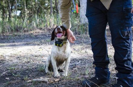 English Springer Spaniels like Halo are  a working dog breed, with traits that make them very effective in fox detection