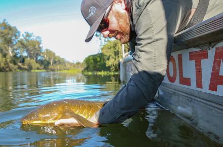 A Lungfish is released back into the mid-Brisbane River after being documented a part of an on-going study by Seqwater