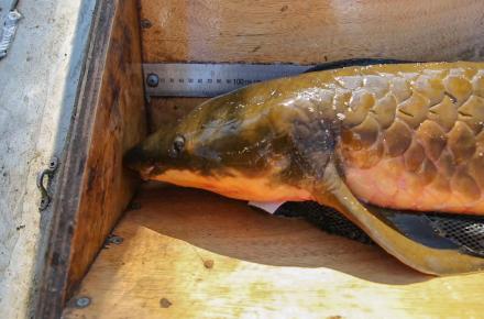 An Australian Lungfish is weighed and measured