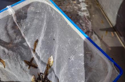 Native fish fingerlings captured via the Hinze Dam fishway