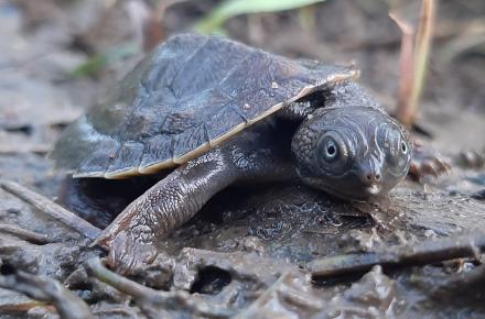 Mary River turtle 