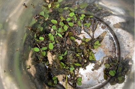 Salvinia at Lake Baroon