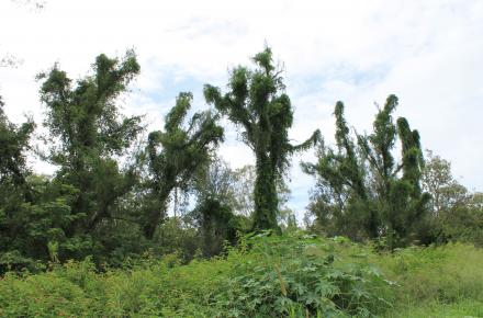 Cats Claw Vine is an inasive weed species