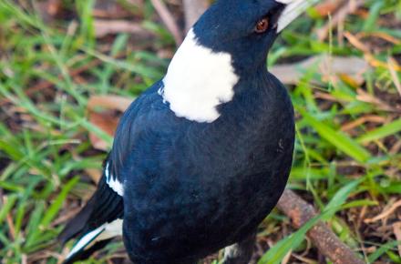 Close up of a magpie sitting on the grass, his beak pointed to the right