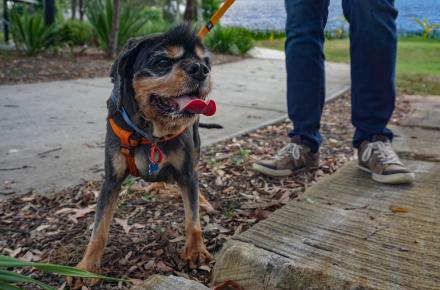 Dog on leash at Seqwater approved dog-on-leash area at lake