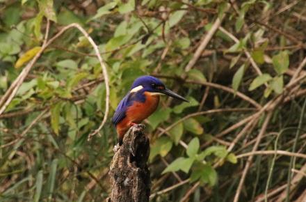 A brightly coloured blue and orange azure sits on a fence post