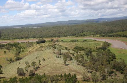 Aerial photo of 40,000+ trees planted at Dayboro, North Pine Dam water catchment