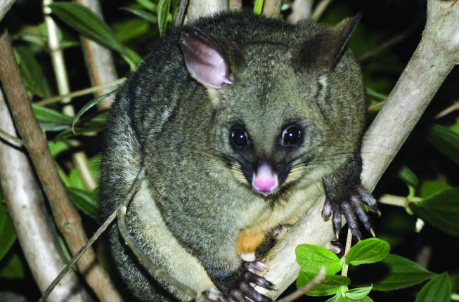 Picture of a possum nestled in a tree